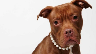 Illustration for article titled Adorable Adoptable Animals in Accessories Will Make Your Eyes Leak